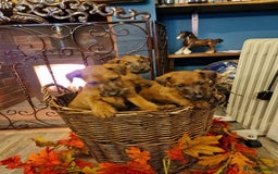 Irish Terrier dogs for sale: Beautiful Champion Lines KC Irish Terrier Puppies - Advert 4