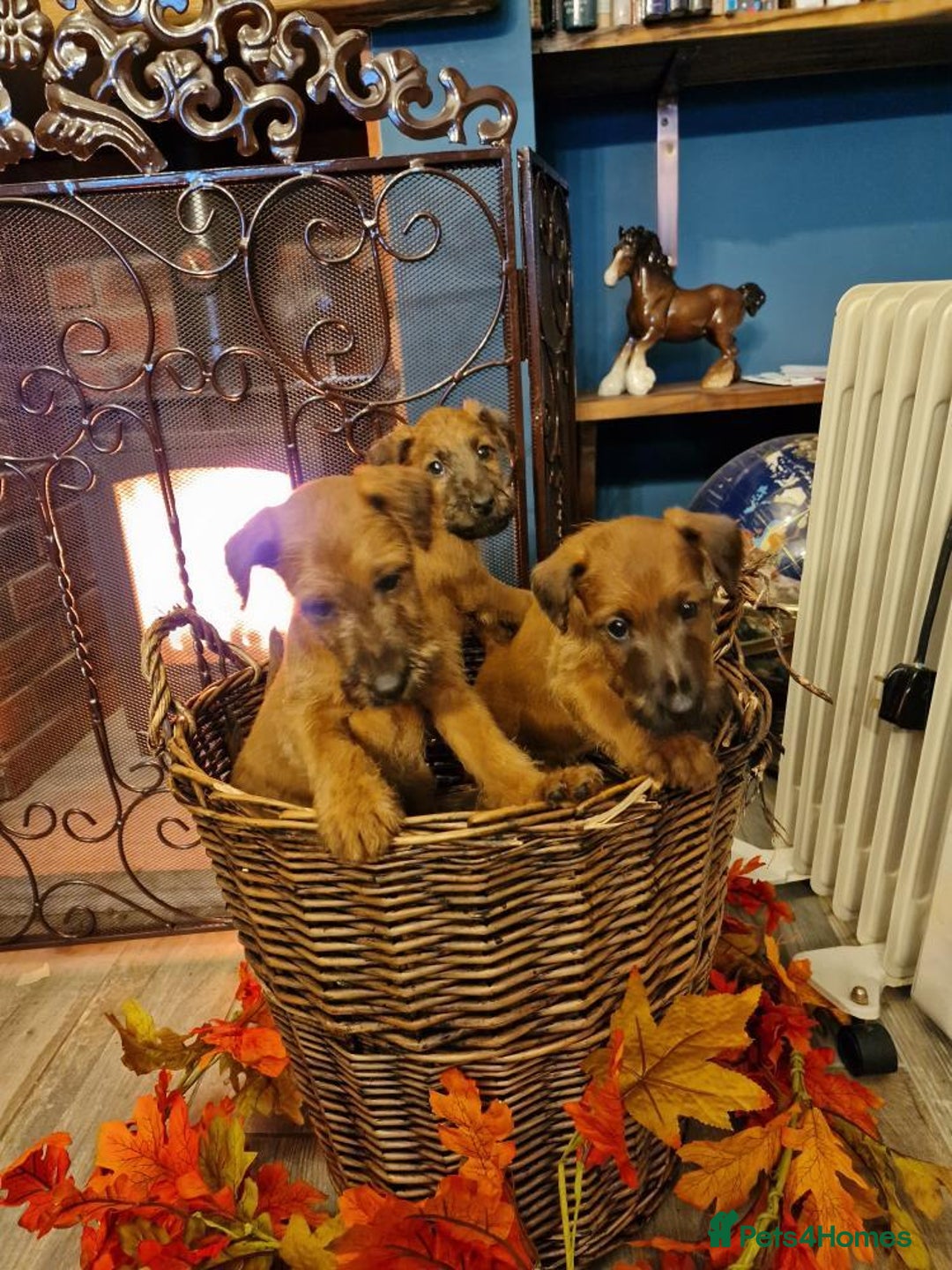 Irish Terrier dogs for sale: Beautiful Champion Lines KC Irish Terrier Puppies - Advert 4