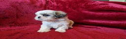 Shih Tzu dogs for sale: Miniature Shih-tzu's  - Advert 17
