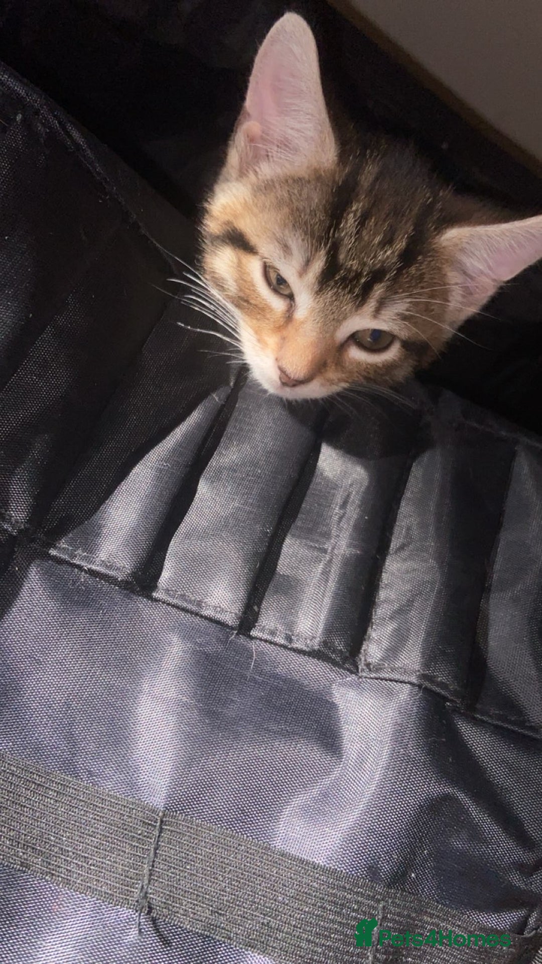 Mixed Breed cats for sale: Beautiful tabby and black and white kittens ready  - Advert 5