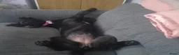 Cocker Spaniel dogs for sale: Cocker spaniel in Middlesbrough - Advert 3