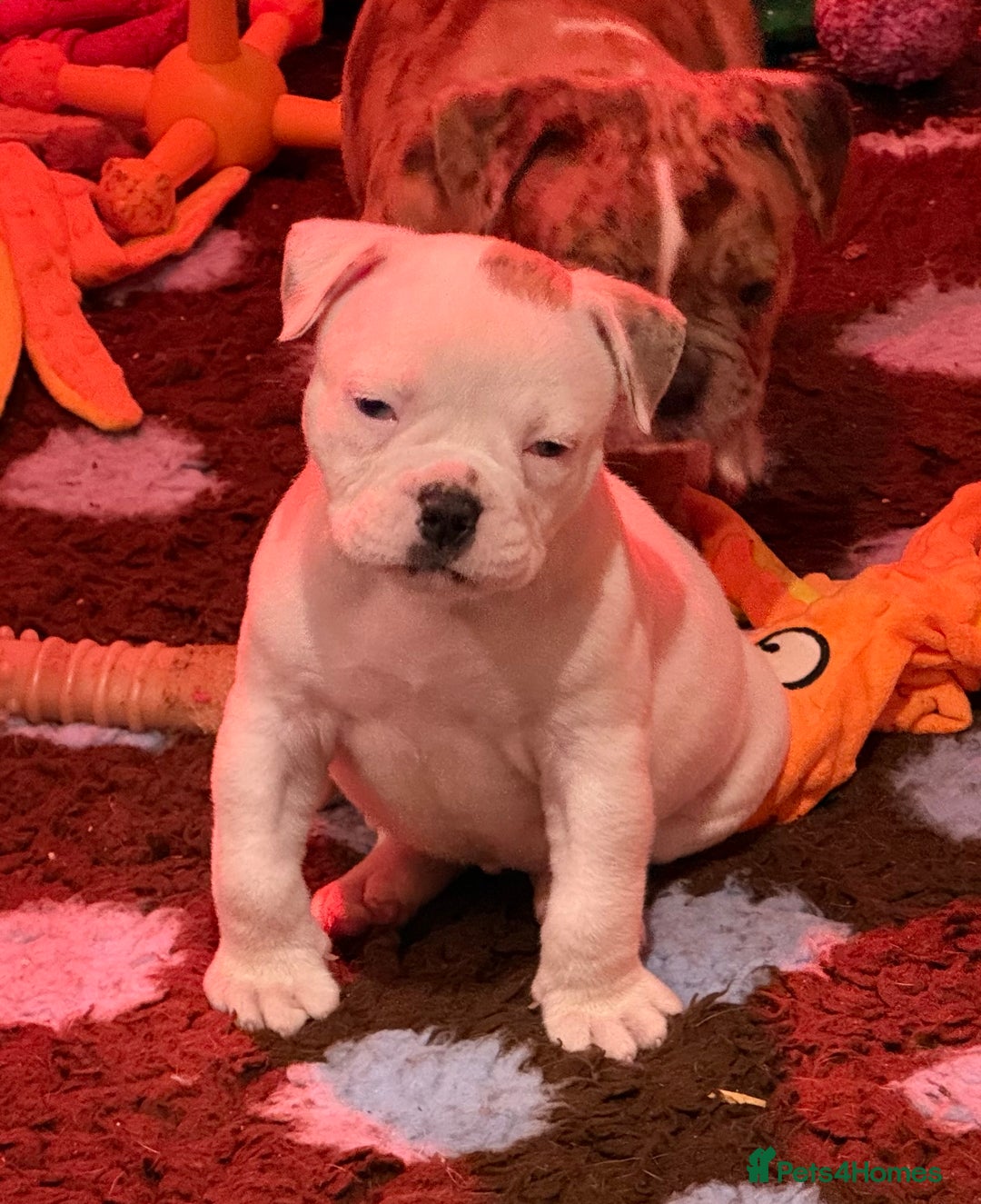 Olde English Bulldogge dogs for sale: (Reduced) Olde English Bulldogges puppies  - Advert 18