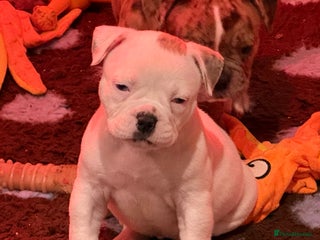 Olde English Bulldogge dogs (Reduced) Olde English Bulldogges puppies - Advert 3