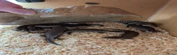 Skink reptiles for sale: Blue tongue skink babies  - Advert 5