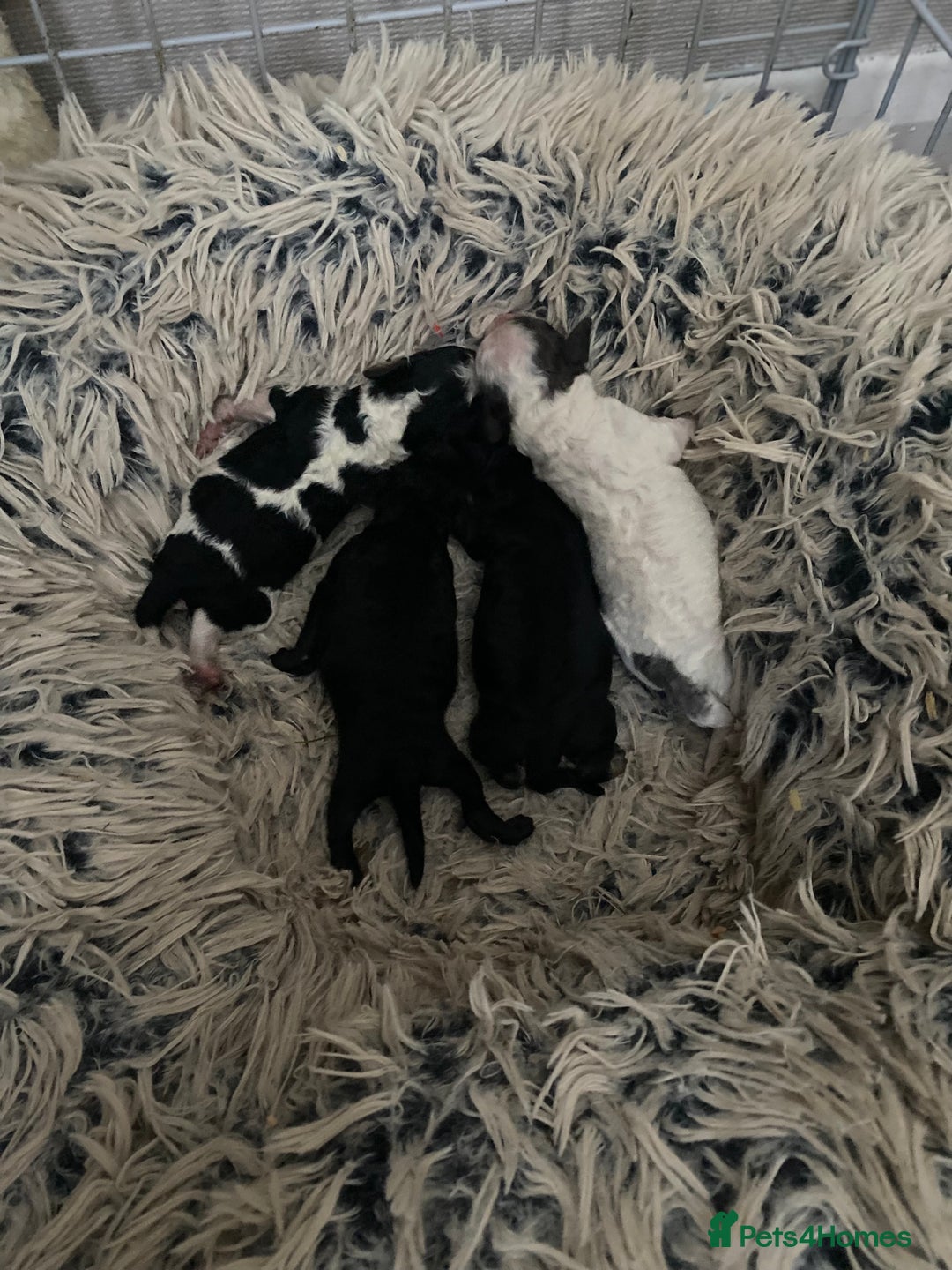 Miniature Poodle dogs for stud: Parti poodle for stud  - Advert 7