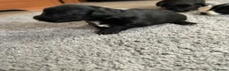 Jack Chi dogs for sale: 6 Adorable Puppies for Sale-4 Black, 2 Blac &White in Stourport-on-Severn - Advert 10