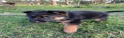 German Shepherd dogs for sale: Pure German shepherd puppies available  - Advert 11