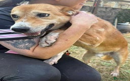 Mixed Breed dogs for adoption: Meet Wilson, currently residing in Ormskirk  - Image 8