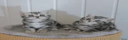 British Shorthair cats for sale: Stunning Classic Silver British shorthair kittens - Advert 4