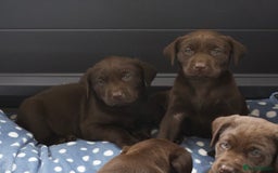 Labrador Retriever dogs for sale: Chocolate Labrador puppies, KC reg, health tested, - Image 10