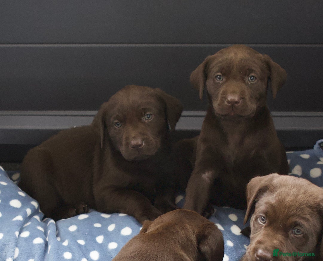 Labrador Retriever dogs for sale: Chocolate Labrador puppies, KC reg, health tested, - Image 10