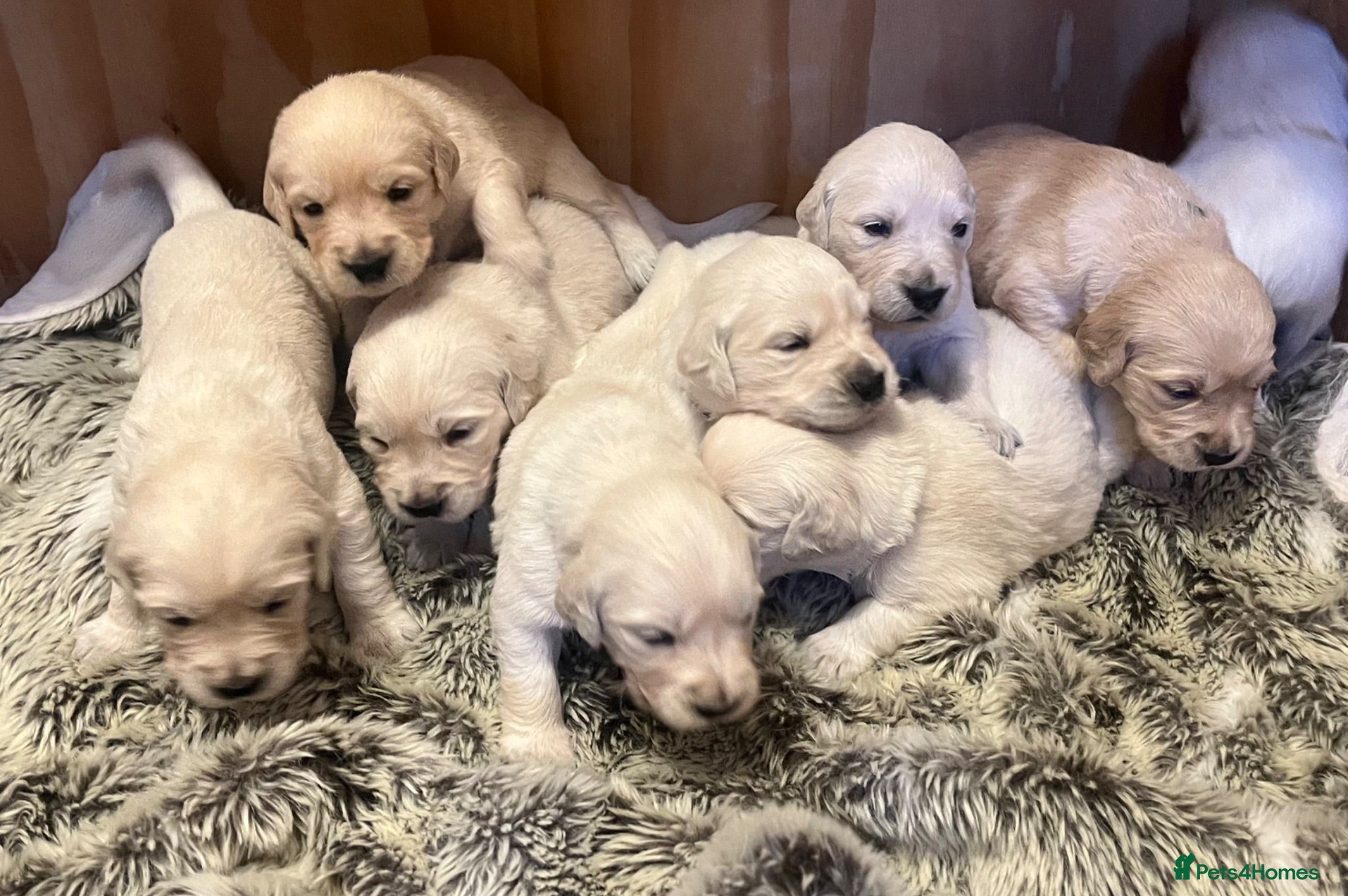 Golden Retriever dogs Exceptional Golden retriever litter - Advert 12
