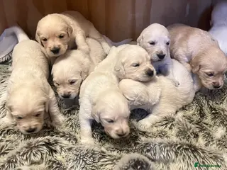 Golden Retriever dogs Exceptional Golden retriever litter - Advert 12