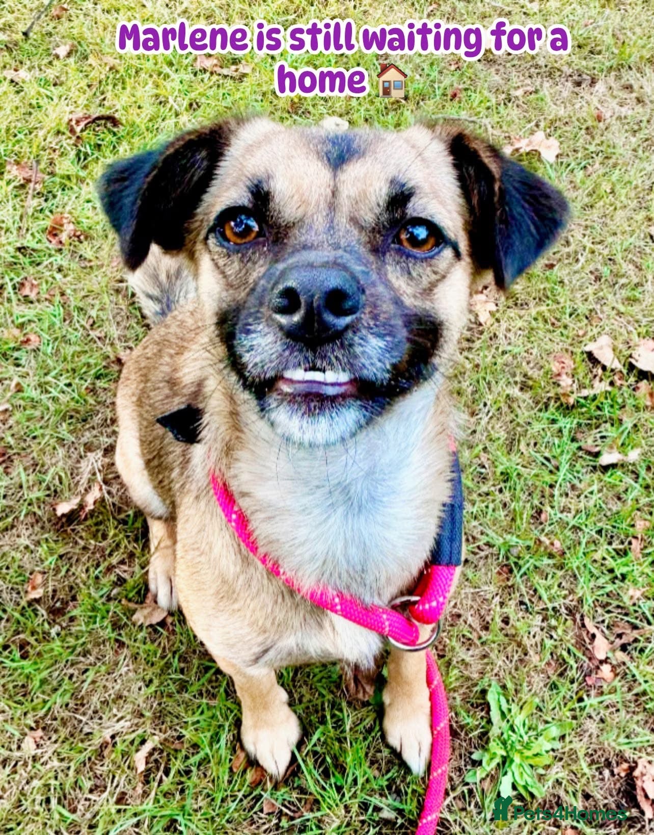 Mixed Breed dogs Meet Marlene  11 months old  6.5 kg Romanian mix  - Advert 2