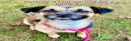 Mixed Breed dogs for adoption: Meet Marlene  12 months old  7kg Romanian mix  - Advert 10