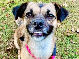 Mixed Breed dogs Meet Marlene 11 months old 6.5 kg Romanian mix - Advert 2