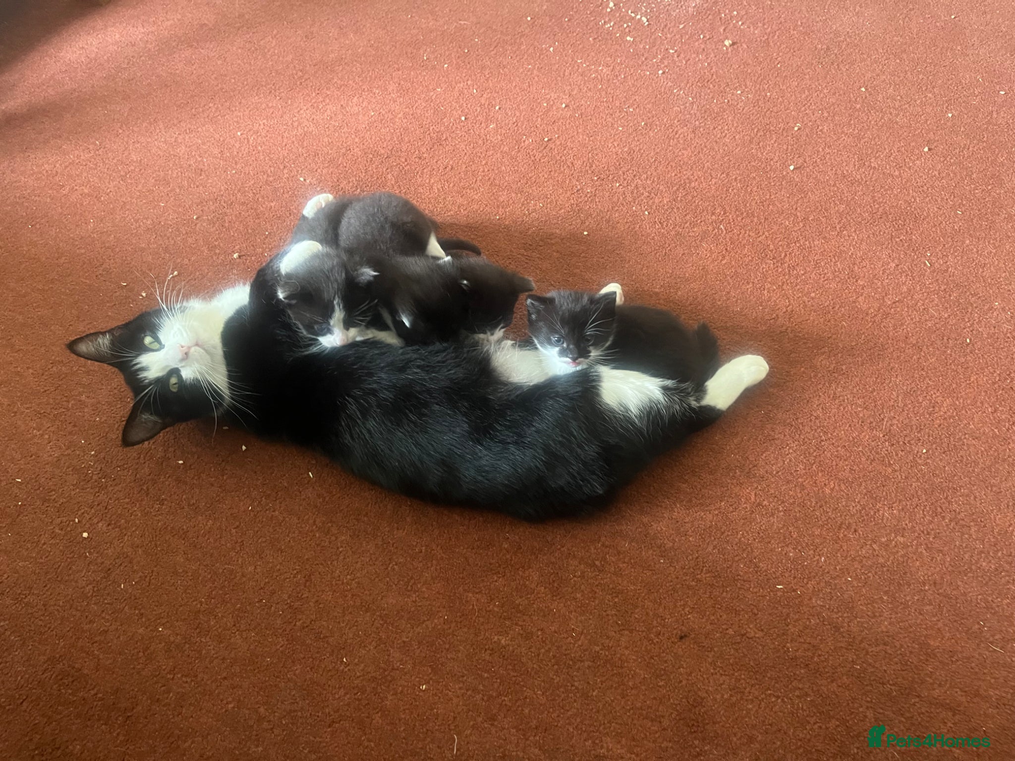 Mixed Breed cats for sale: The Tuxedo Quartet - Advert 9