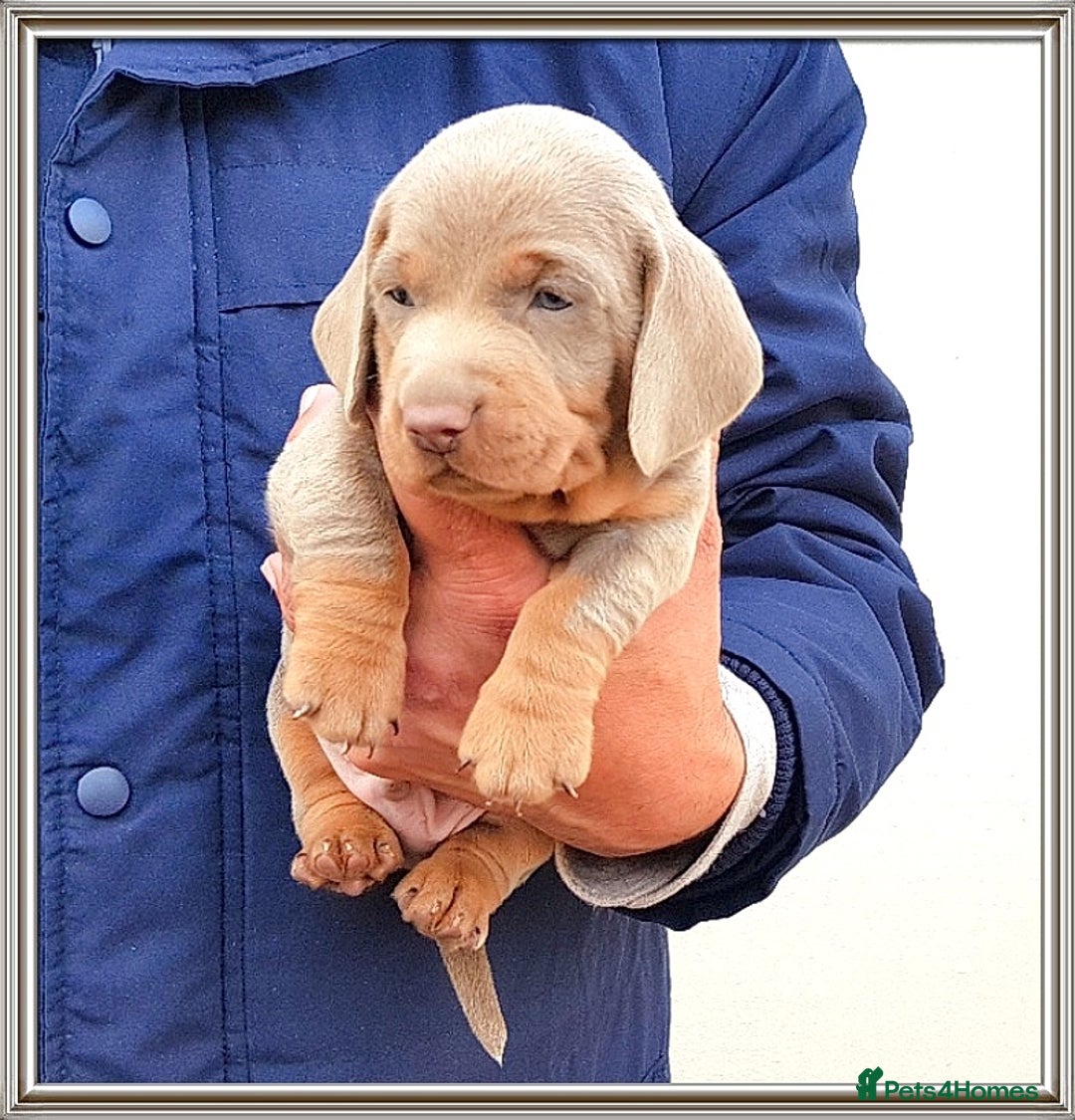 Miniature Dachshund dogs for sale: Stunning mini Dax Boy Available 😍 - Advert 3