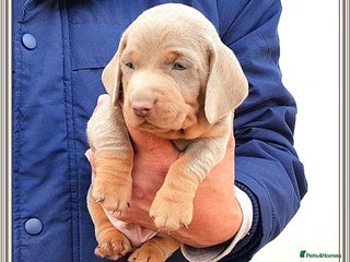 Miniature Dachshund dogs Stunning mini Dax Boy Available 😍 - Advert 15