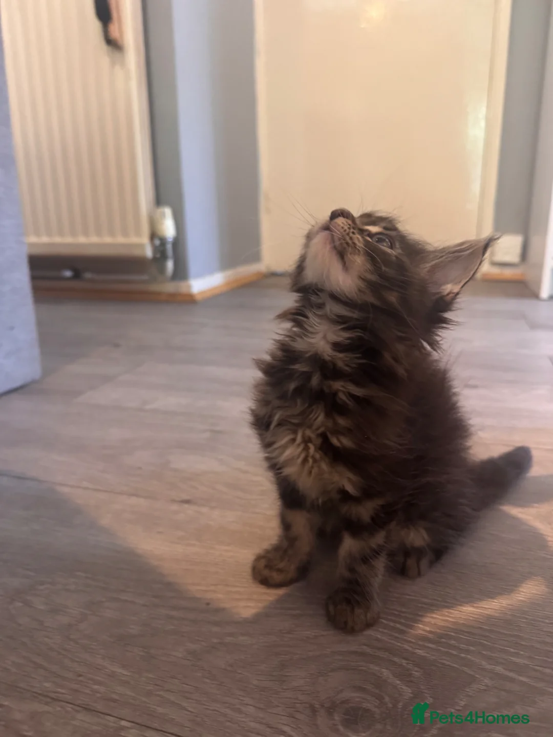 Maine Coon cats for sale: 4 fluffs for sale - Advert 2