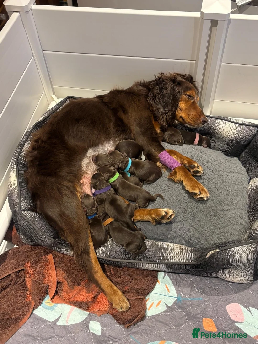 Cocker Spaniel dogs for sale: KC working cocker spaniel puppies D+D - Advert 2