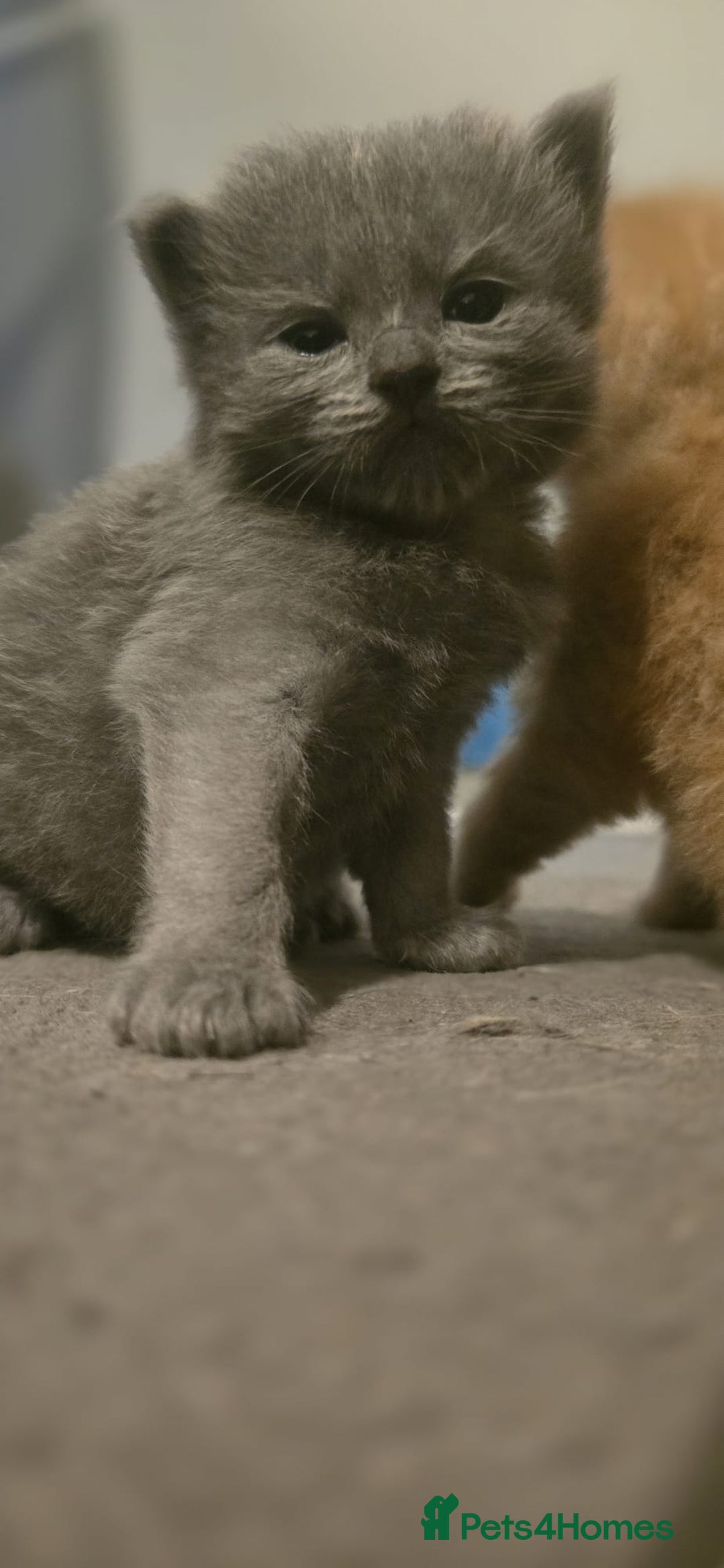 Ragdoll cats for sale: Ragdoll x Siberian mix - Advert 10