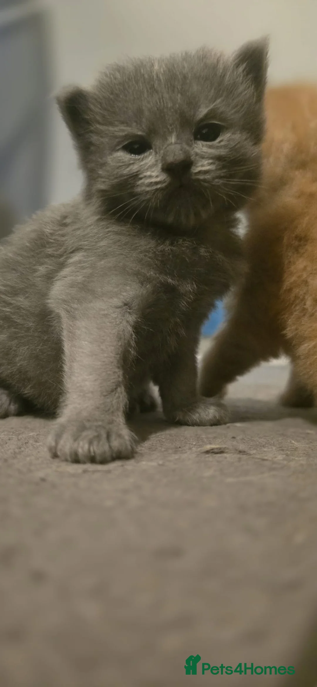 Ragdoll cats for sale: Ragdoll x Siberian mix - Advert 16