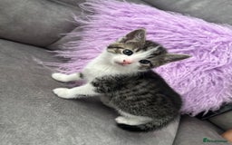 Mixed Breed cats for sale: 3 little kittens - Image 3