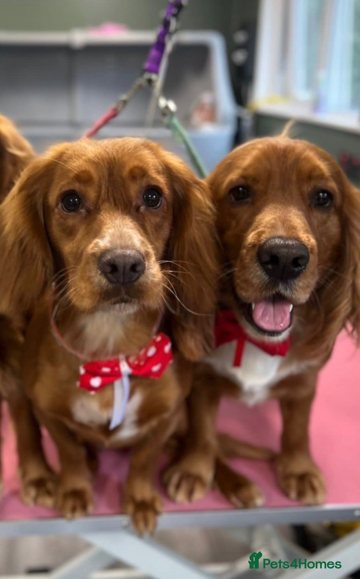 Cocker Spaniel dogs REHOME 2x cocker spaniels  - Advert 4