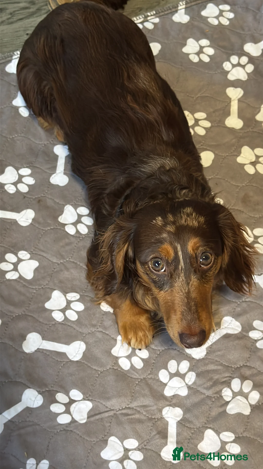 Dachshund dogs for sale: 14 months old mini  - Advert 4