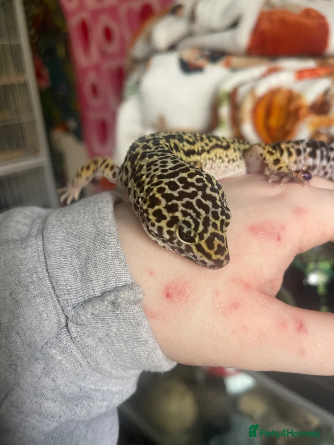 Gecko reptiles for sale: Leopard gecko  - Advert 1