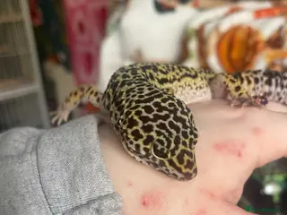 Gecko reptiles Leopard gecko - Advert 3