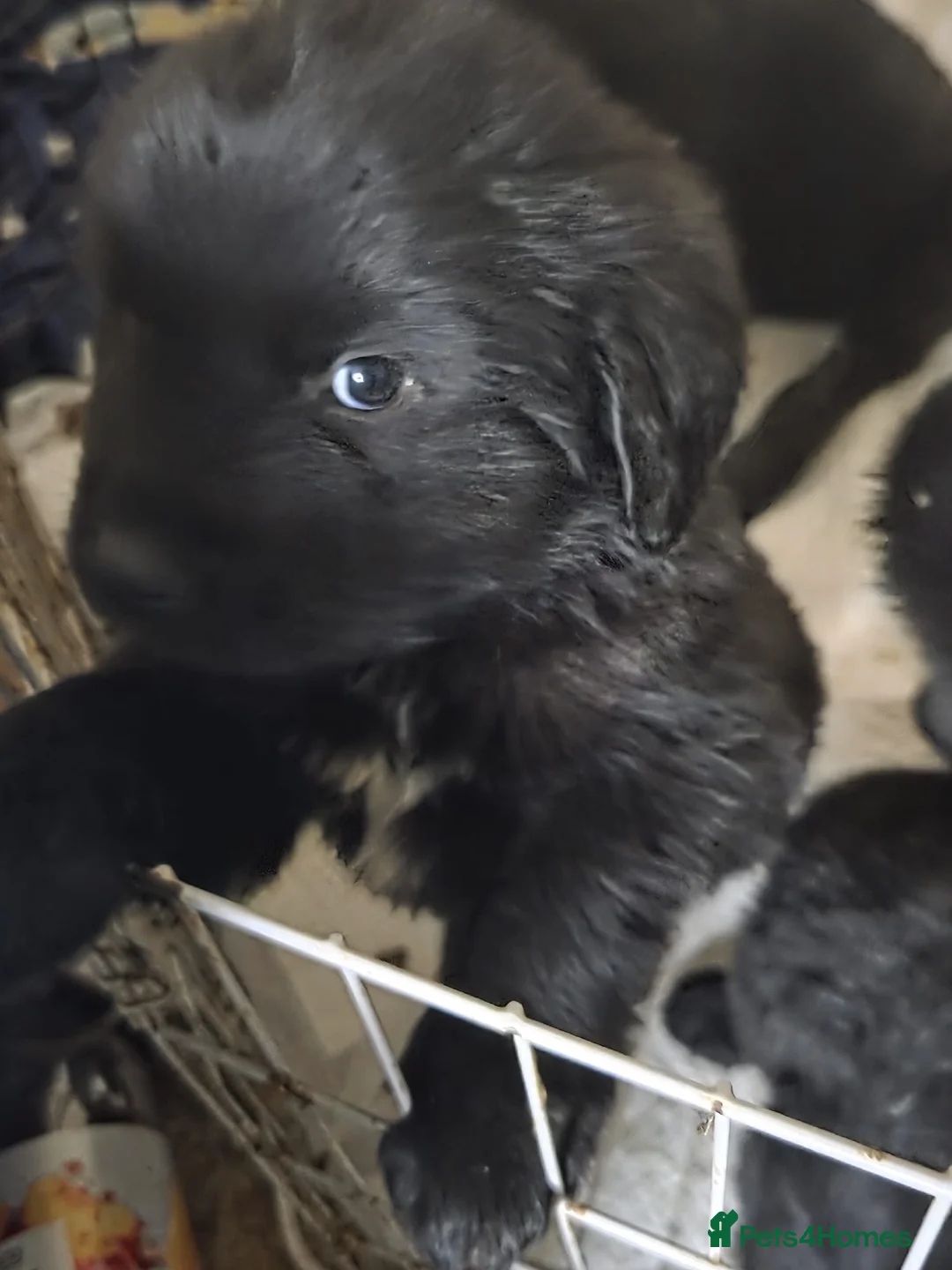 Mixed Breed dogs for sale: St Bernard Cross Newfoundland  in Isle of Lewis - Advert 4