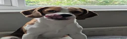 Beagle dogs for stud: Baxter - 2 Year Old Beagle for Stud - Advert 7
