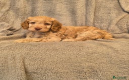 Cockapoo dogs for sale: Stunning Toy Cockapoos - Ready Now  - Image 5