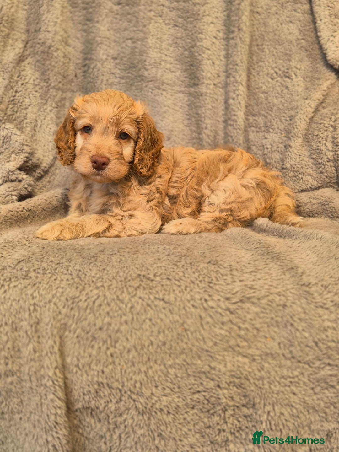 Cockapoo dogs for sale: Stunning Toy Cockapoos - Ready Now  - Image 5