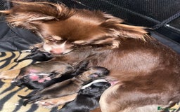 Mixed Breed dogs for sale: 6 Beautiful Babys - Image 9