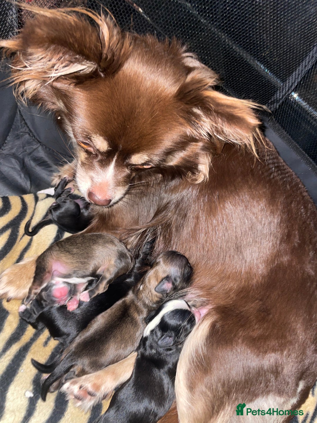 Mixed Breed dogs for sale: 6 Beautiful Babys - Image 9