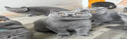 British Shorthair cats for sale: Older BSH kittens looking for their forever home🐾 - Advert 2