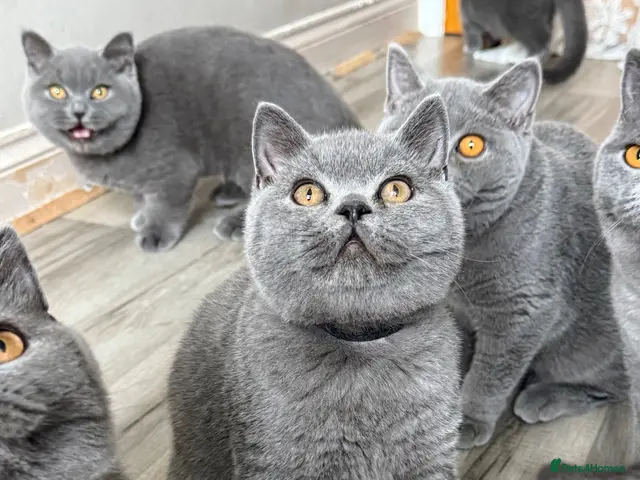 British Shorthair cats for sale: 5 months old pedigree BSH kittens🐾 ready to go - Advert 21