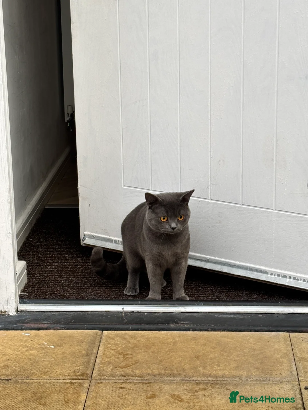 Mixed Breed cats for sale: British shorthair mix - Advert 2