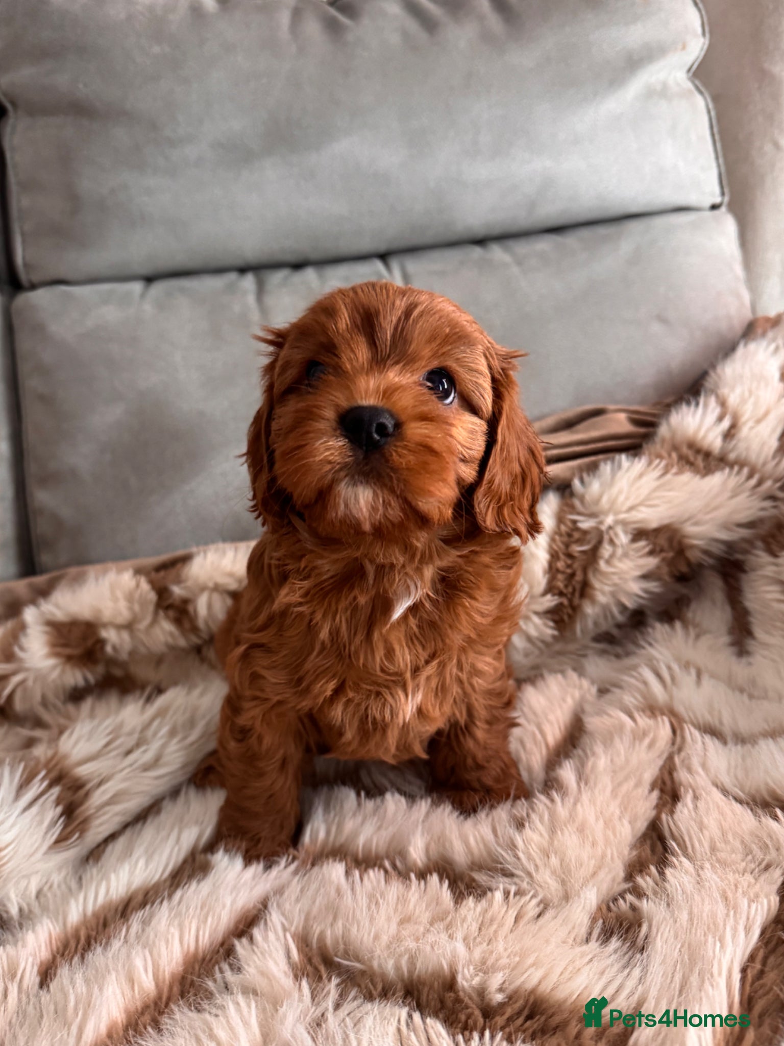 Cavapoo dogs ⭐️ READY TO LEAVE NEXT WEEK   CAVAPOO PUPPIES⭐️ - Advert 1