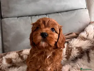 Cavapoo dogs ⭐️ READY TO LEAVE NEXT WEEK CAVAPOO PUPPIES⭐️ - Advert 1