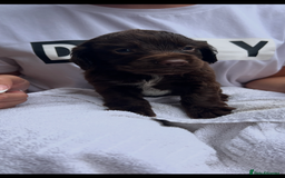 Cocker Spaniel dogs for sale: 7 gorgeous cocker spaniel puppy’s 🐶 - Image 10