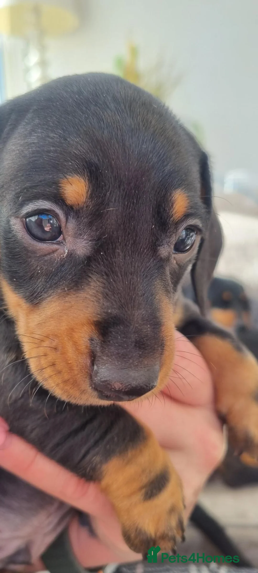 Miniature Dachshund dogs for sale: Miniature dacshunds - Advert 1