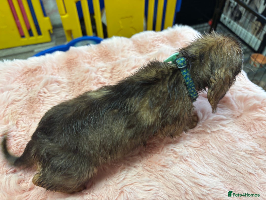 Mixed Breed dogs for sale: Puppies - Image 4