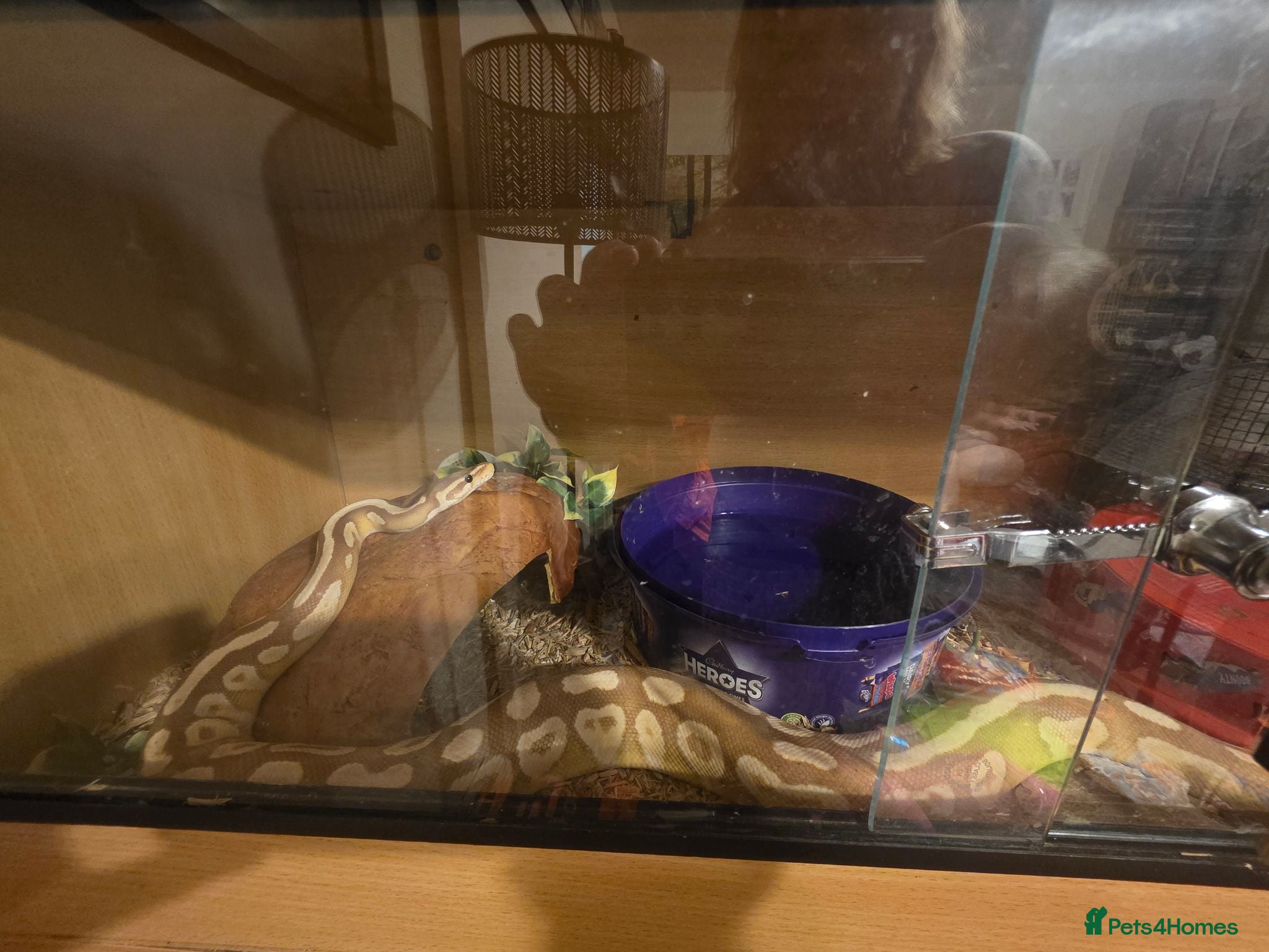Mixed Breed reptiles Reptile Rehome look below for listing's. - Advert 2