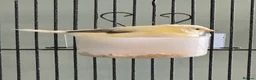 Canaries birds for sale: Baby canary for sale  - Advert 4