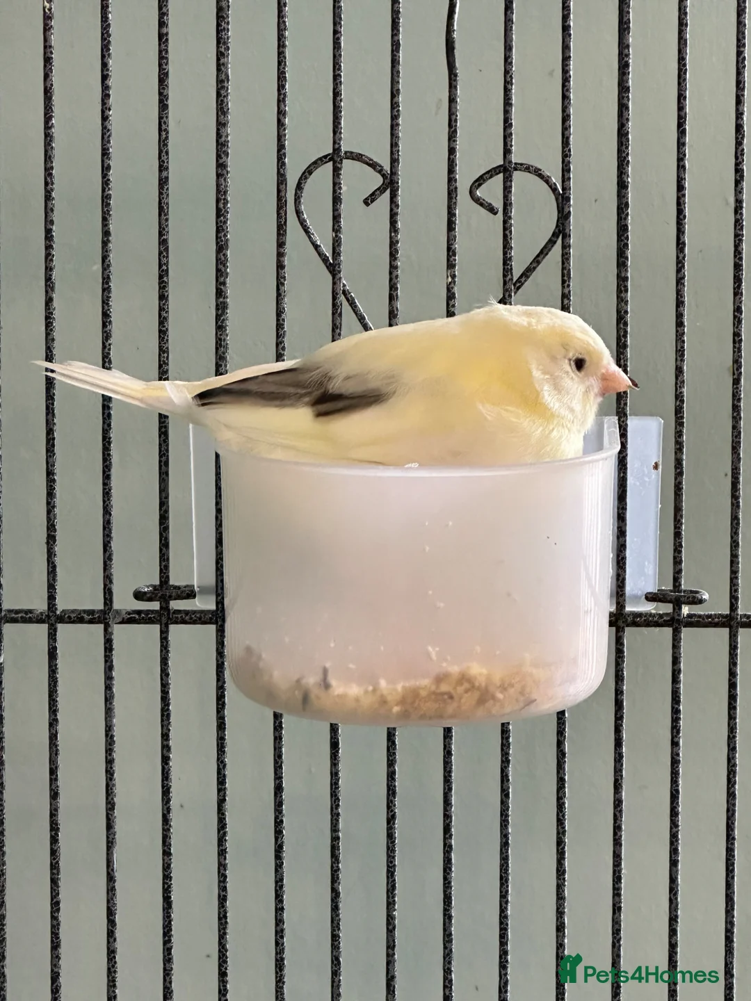 Canaries birds for sale: Baby canary for sale  - Advert 4
