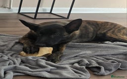 German Shepherd dogs for sale: Dutch herder female 5 months  - Image 4